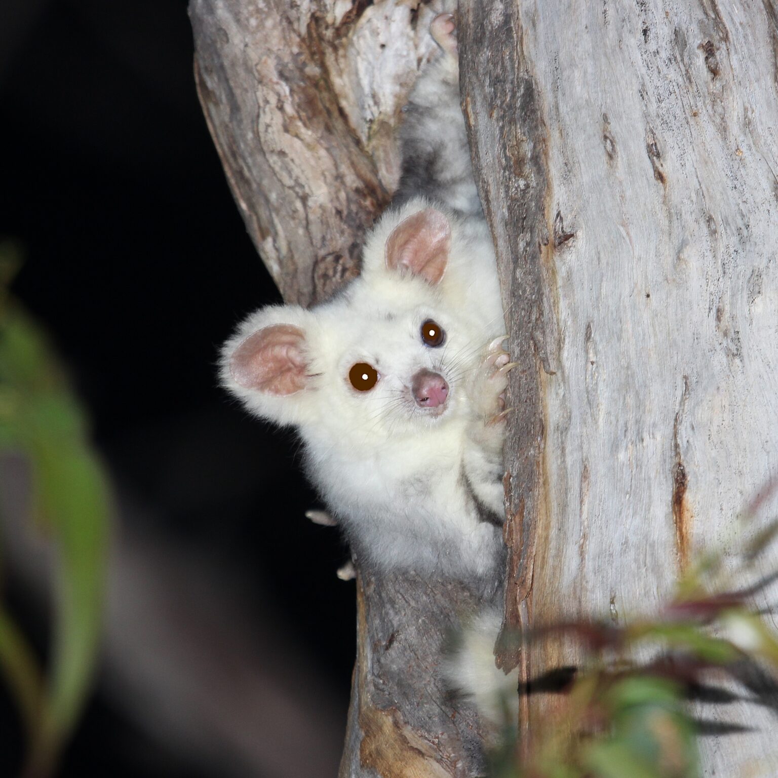 Study indicates majority of endangered greater glider habitat in QLD