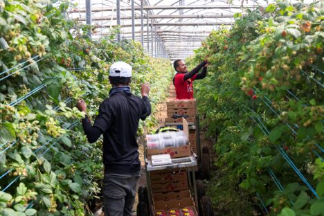Two migrant farm workers picking and packing raspberries on a Queensland farm