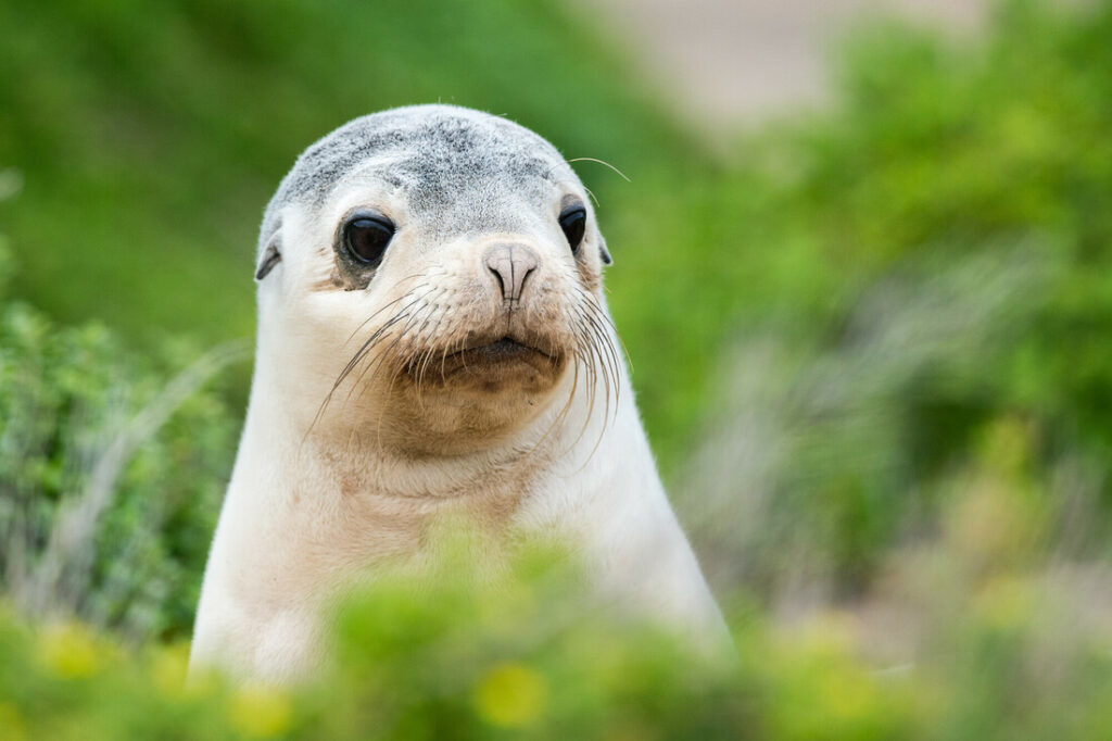 An Australian sea lion pup