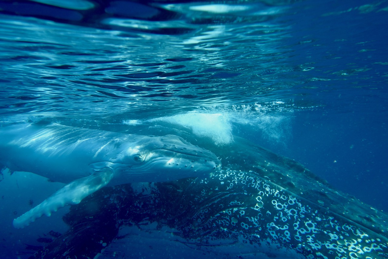 Human speech development linked to whale song structure 