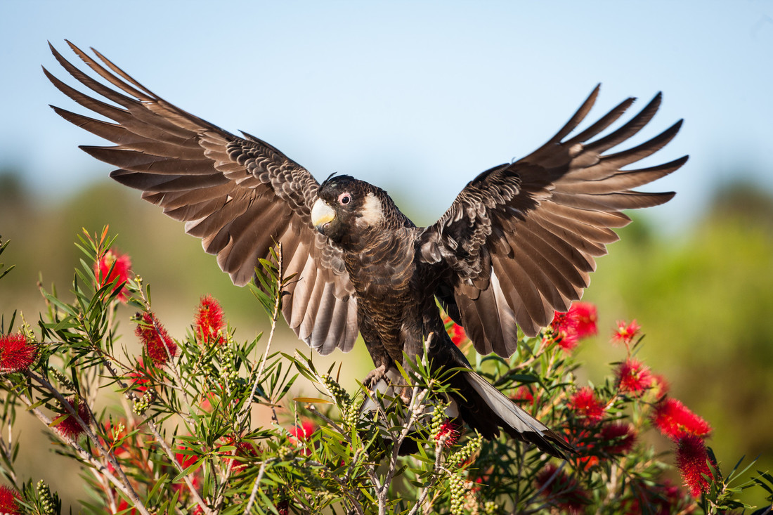 Carnaby's black cockatoo © Georgina Steytler / WWF-Australia