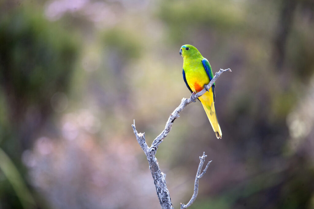 An orange-bellied parrot