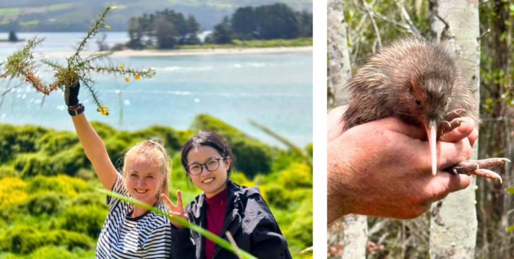 PhD students Lisa Loehr and Briana Yue Liu removing invasive exotic gorse to encourage native regeneration (Dunedin) and the Kiwi conservation project (South Westland).